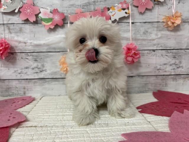 animal_image