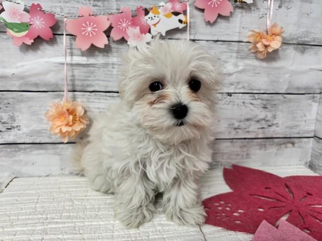 animal_image