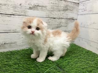 animal_image
