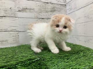 animal_image