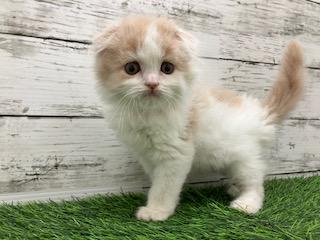 animal_image