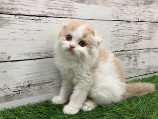 animal_image