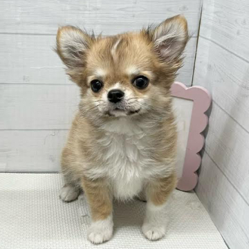animal_image