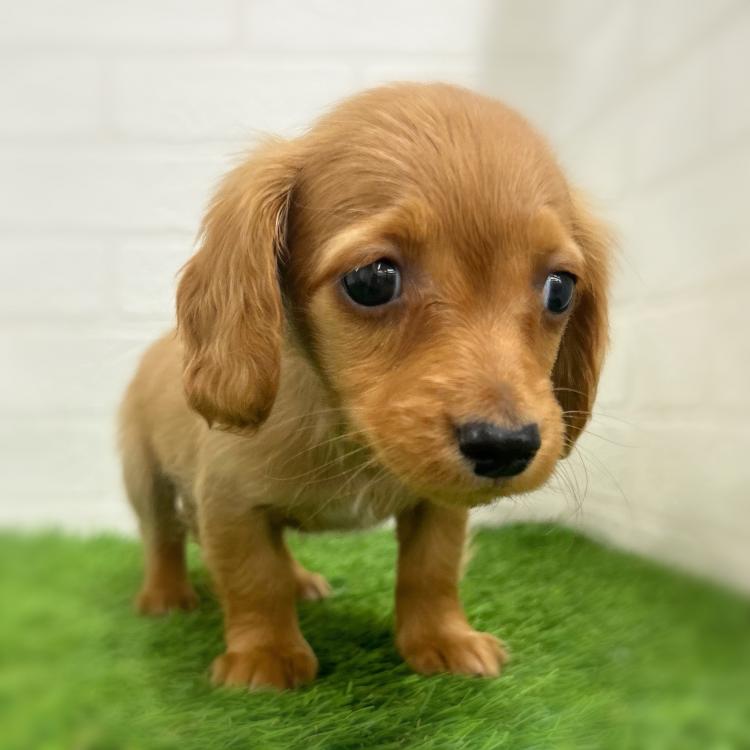 animal_image