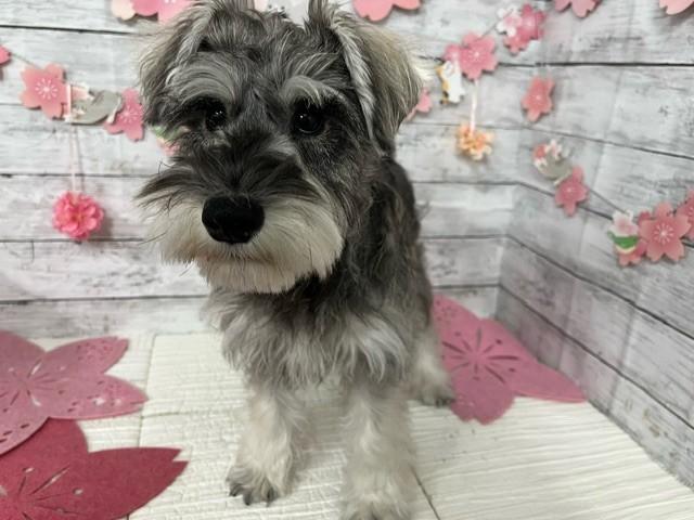 animal_image