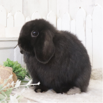 animal_image