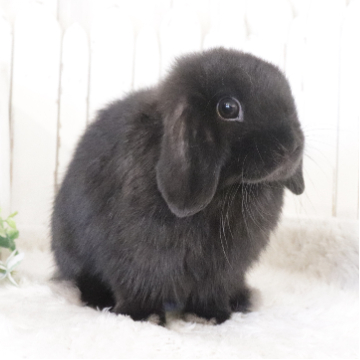 animal_image