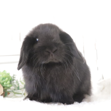 animal_image