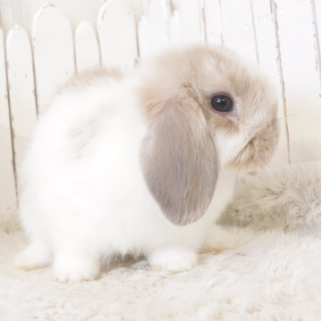animal_image