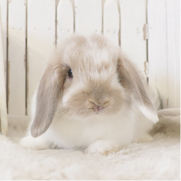 animal_image
