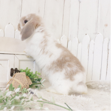 animal_image