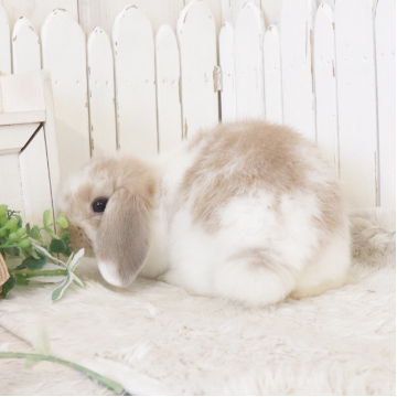 animal_image