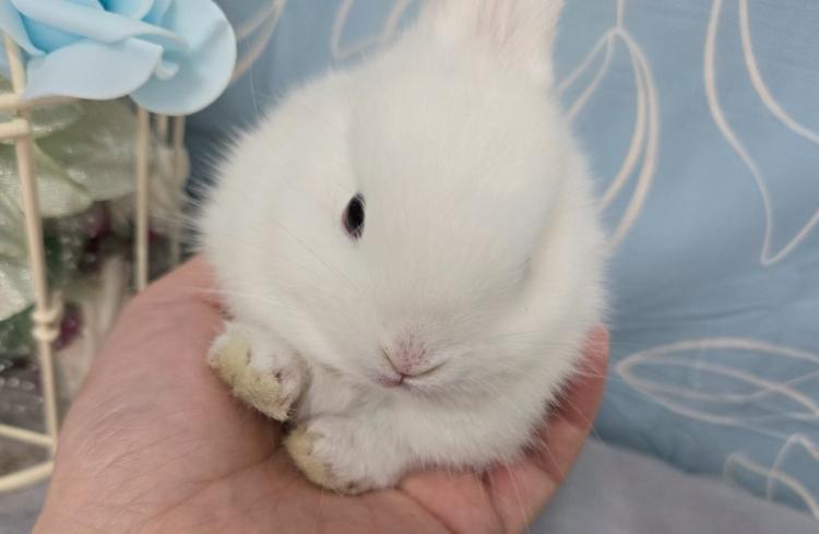 animal_image