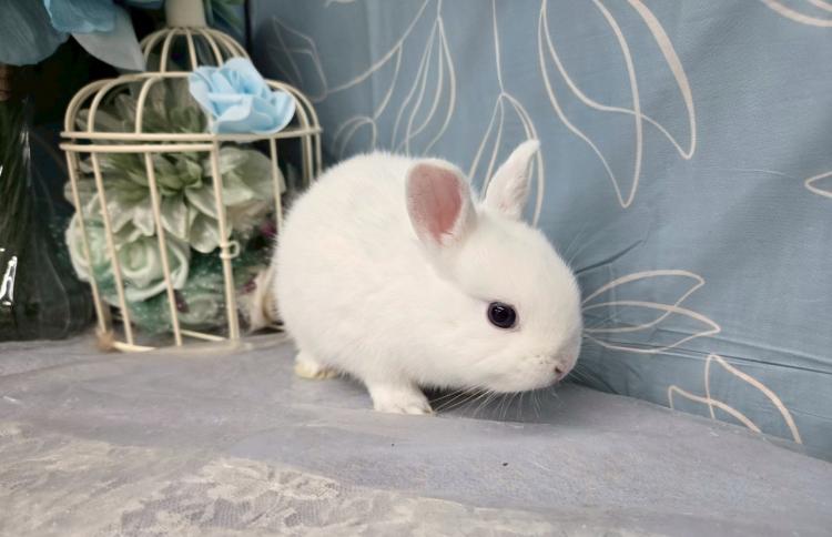 animal_image