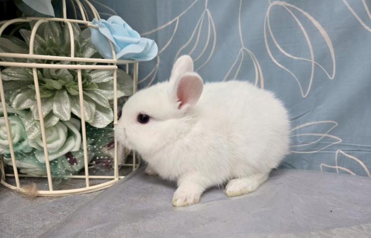 animal_image