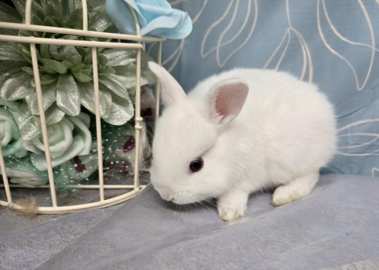 animal_image
