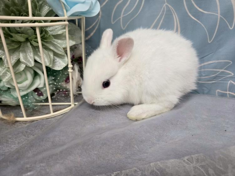 animal_image