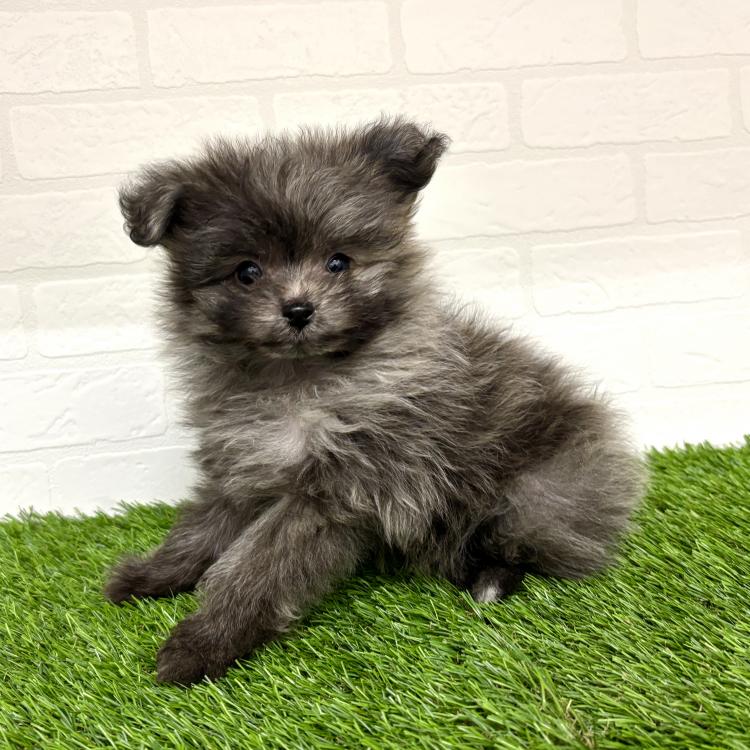 animal_image