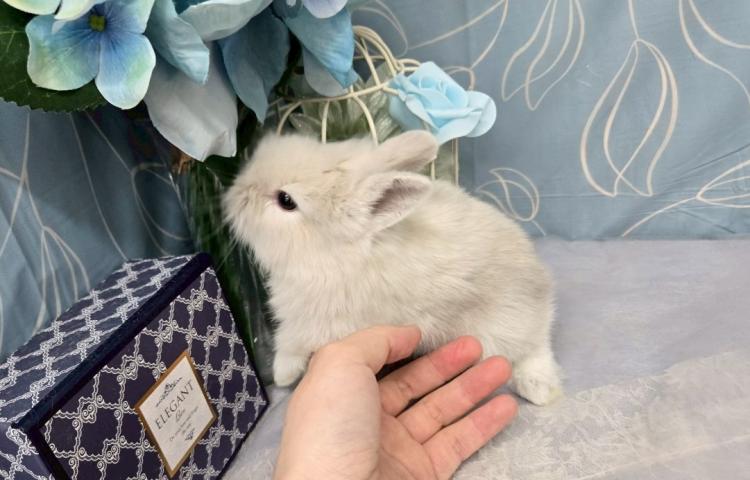 animal_image
