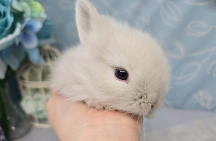 animal_image