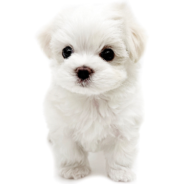 animal_image