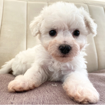 animal_image