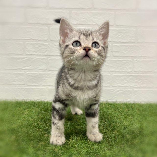 animal_image
