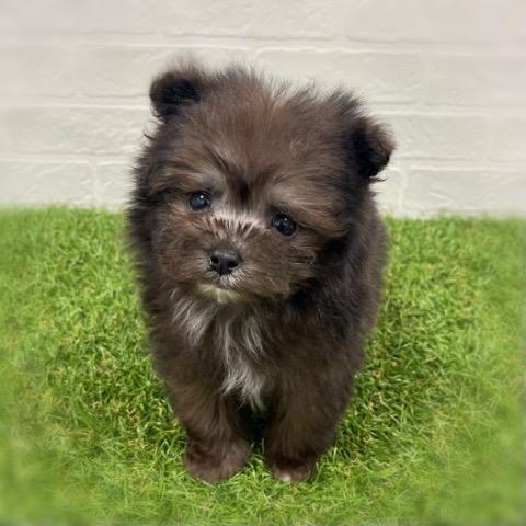 animal_image