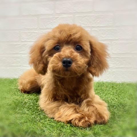 animal_image