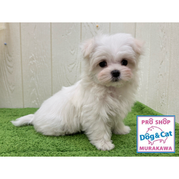 animal_image