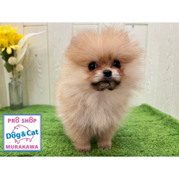 animal_image