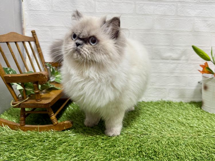 animal_image