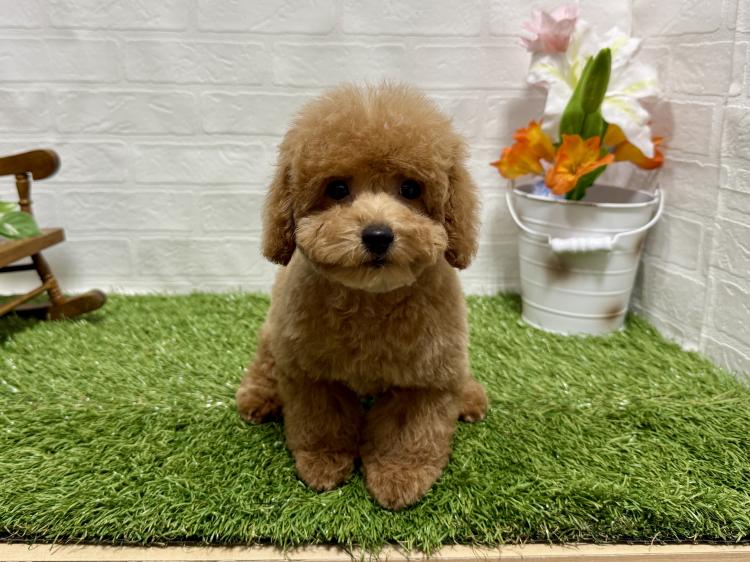 animal_image
