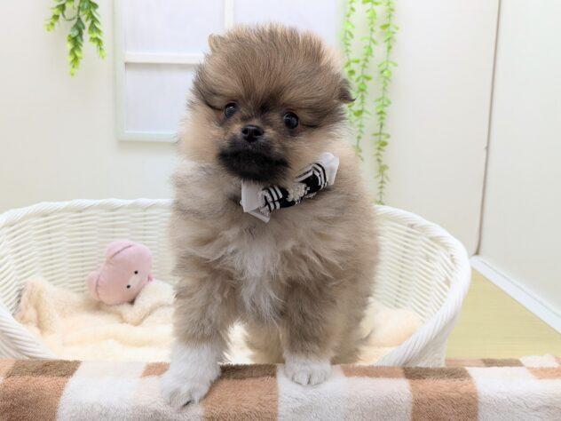 animal_image