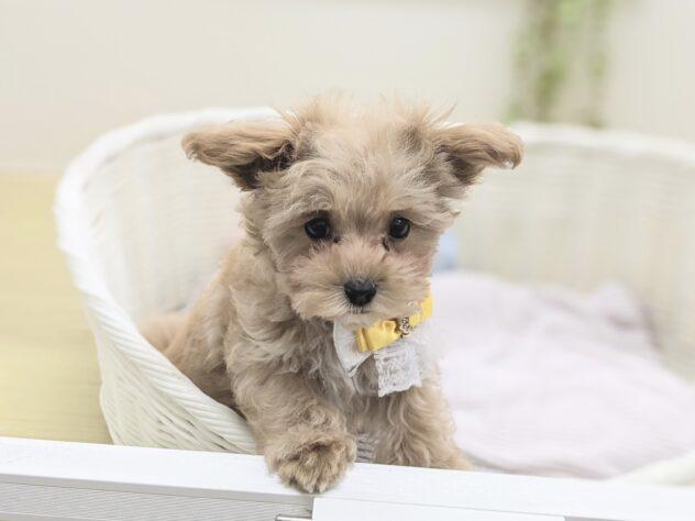 animal_image