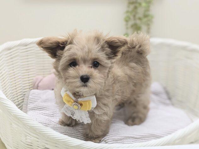 animal_image