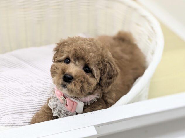 animal_image