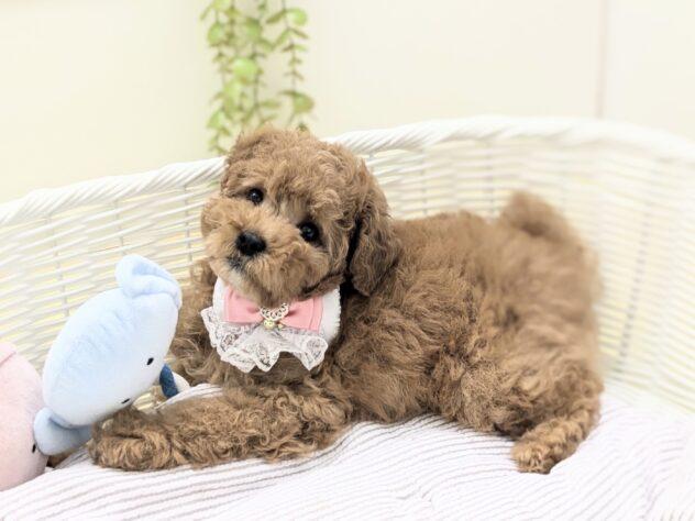animal_image