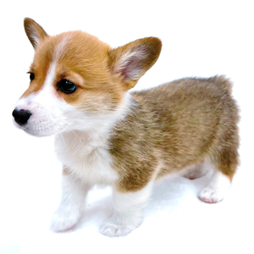 animal_image
