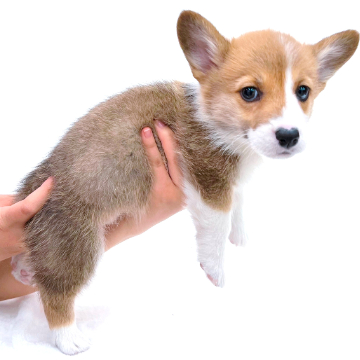animal_image