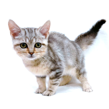 animal_image