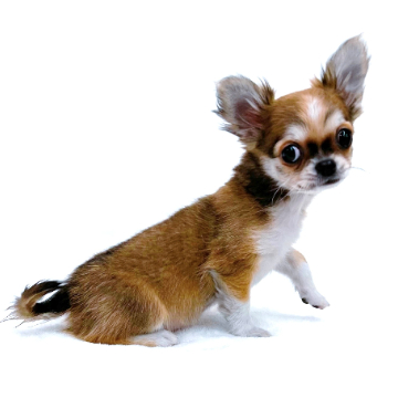 animal_image