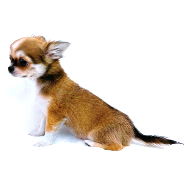 animal_image
