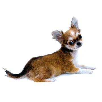 animal_image