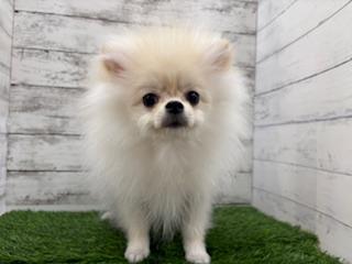 animal_image