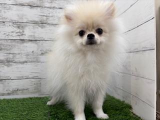 animal_image