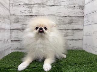animal_image