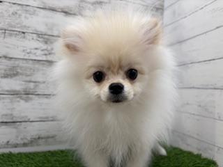animal_image
