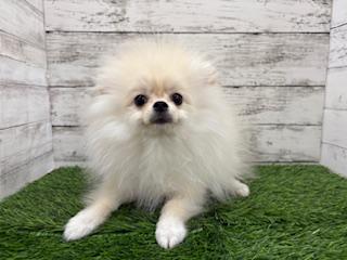 animal_image