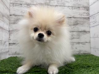 animal_image
